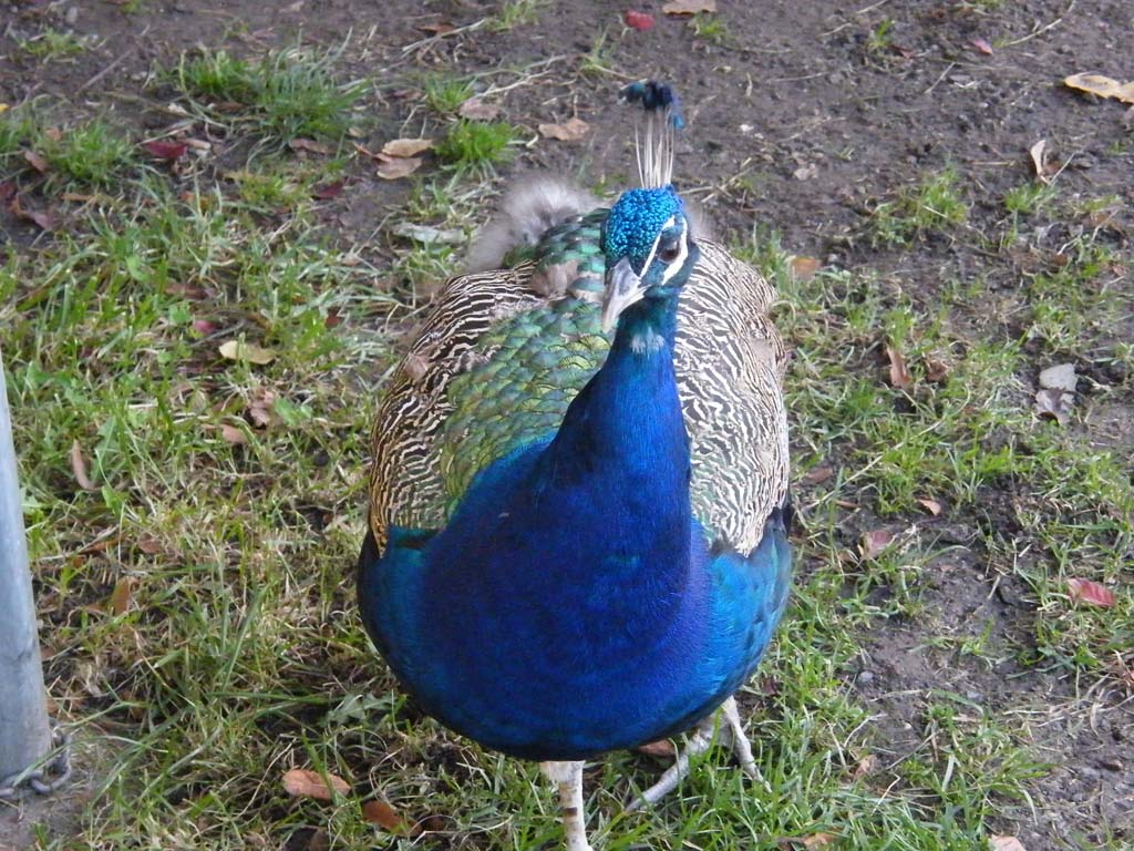 dscf6159.jpg