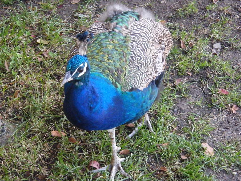 dscf6160.jpg
