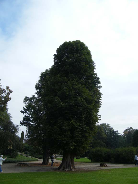 dscf6163.jpg