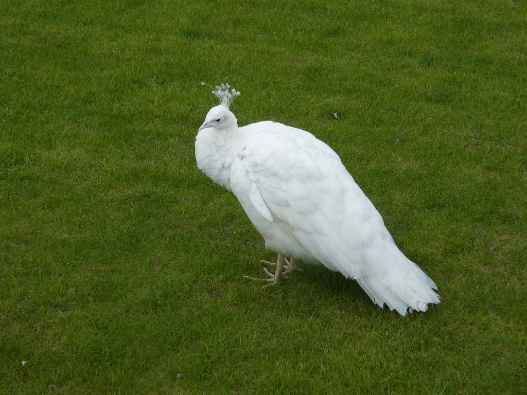 dscf4938.jpg