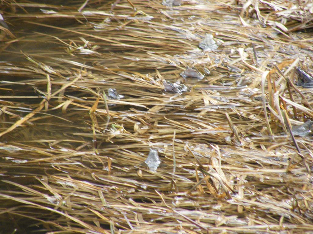 dscf4478.jpg